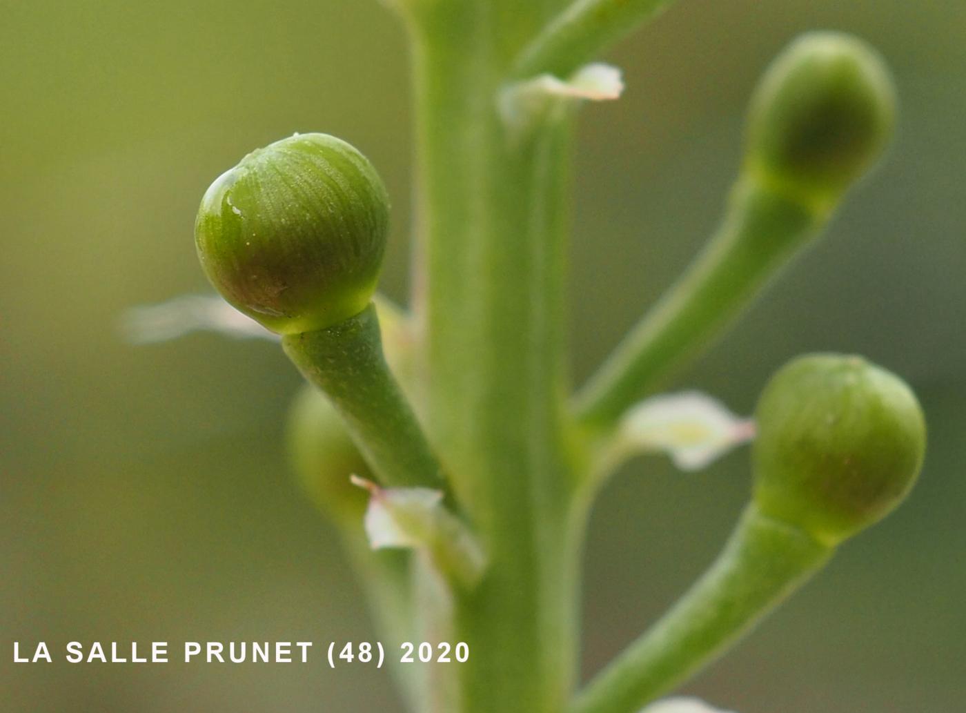 Fumitory, Common fruit